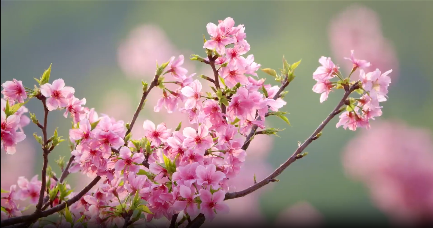 【清風(fēng)傳承】春分：鶯飛草長 清歌悠揚(yáng)