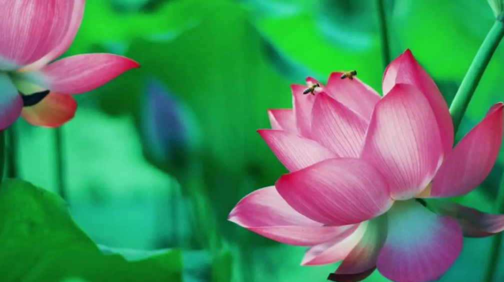 立夏：家國記心中 家風(fēng)傳天下